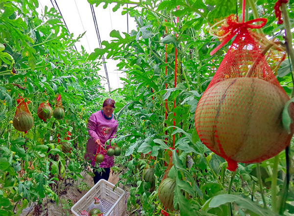 <strong>“夏至来了，农发科技提醒您作物种植要注意的几个方面</strong>